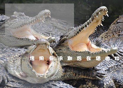 信用卡逾期后在借微粒贷可以吗 信用卡逾期后在借微粒贷可以吗