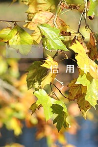 信用卡逾期后在申请分期