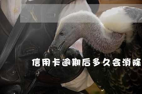 信用卡逾期后多久会消除记录