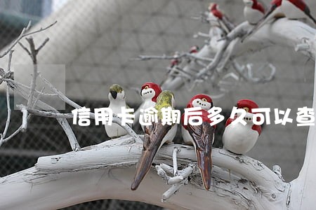 信用卡逾期后多久可以查征信 信用卡逾期后多久可以查征信