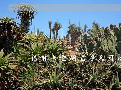 信用卡逾期后多久可以消除记录 信用卡逾期后多久可以消除记录