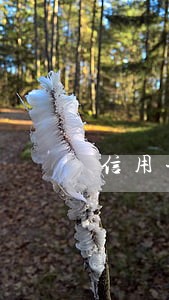 信用卡逾期后多久可以贷 信用卡逾期后多久可以贷