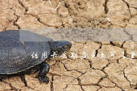 信用卡逾期后多久可以重新办卡