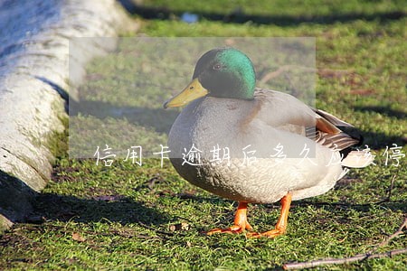 信用卡逾期后多久应该停止 信用卡逾期后多久应该停止