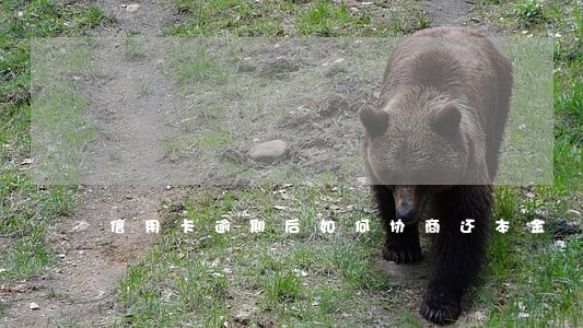信用卡逾期后如何协商还本金 信用卡逾期后如何协商还本金