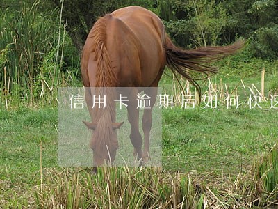 信用卡逾期后如何快速上岸 信用卡逾期后如何快速上岸