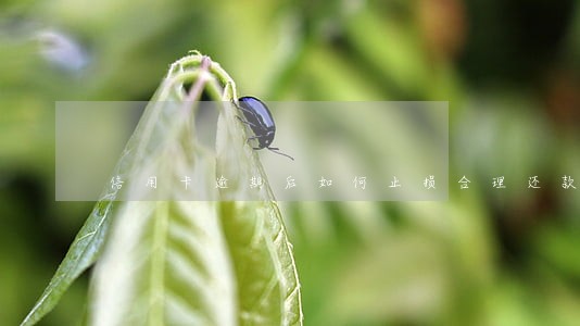 信用卡逾期后如何止损合理还款 信用卡逾期后如何止损合理还款