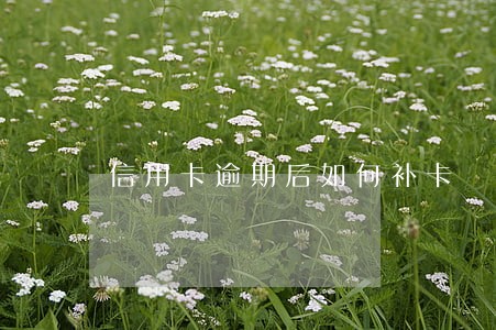 信用卡逾期后如何补卡 信用卡逾期后如何补卡
