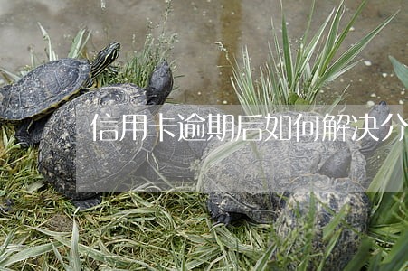信用卡逾期后如何解决分期 信用卡逾期后如何解决分期