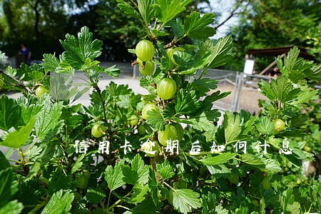 信用卡逾期后如何计息 信用卡逾期后如何计息