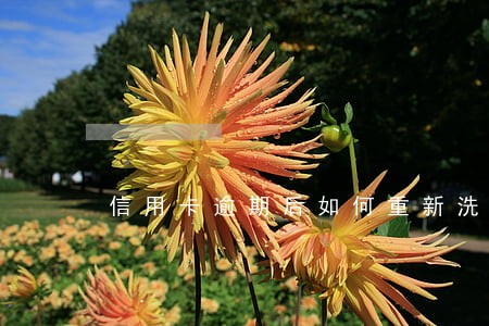 信用卡逾期后如何重新洗白 信用卡逾期后如何重新洗白