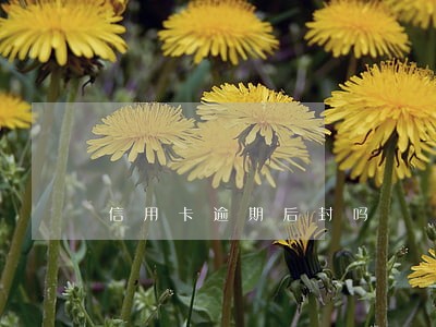 信用卡逾期后封吗 信用卡逾期后封吗