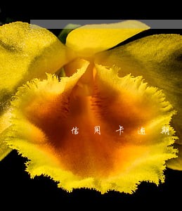信用卡逾期后已超限