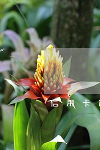信用卡逾期后已还清需要注销吗 信用卡逾期后已还清需要注销吗