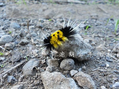 信用卡逾期后年化利率是多少