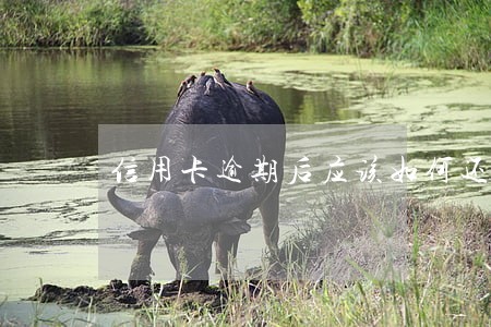 信用卡逾期后应该如何还款 信用卡逾期后应该如何还款