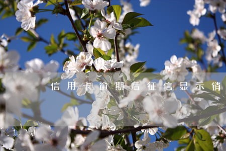 信用卡逾期后征信显示销户