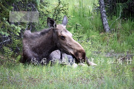 信用卡逾期后律师函有什么困扰