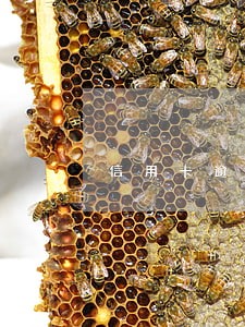 信用卡逾期后微信还不了 信用卡逾期后微信还不了