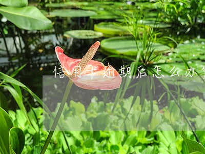 信用卡逾期后怎么办贷款 信用卡逾期后怎么办贷款