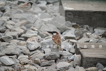 信用卡逾期后怎么协商停息还款 信用卡逾期后怎么协商停息还款