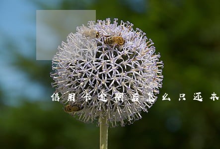 信用卡逾期后怎么只还本金