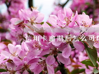 信用卡逾期后怎么可以解冻