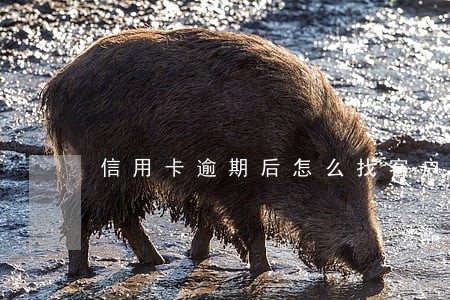 信用卡逾期后怎么找客户谈话 信用卡逾期后怎么找客户谈话