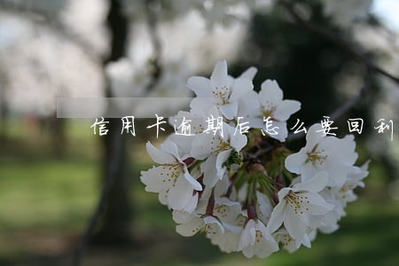 信用卡逾期后怎么要回利息 信用卡逾期后怎么要回利息