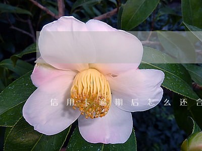 信用卡逾期后怎么还合理