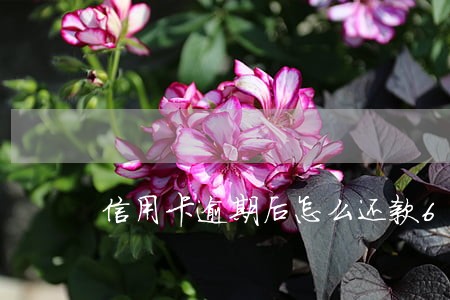 信用卡逾期后怎么还款6