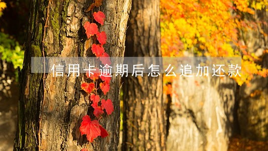 信用卡逾期后怎么追加还款 信用卡逾期后怎么追加还款