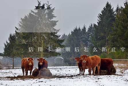信用卡逾期后怎么防止牢狱 信用卡逾期后怎么防止牢狱