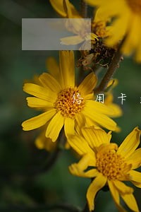 信用卡逾期后扣社保卡余额 信用卡逾期后扣社保卡余额