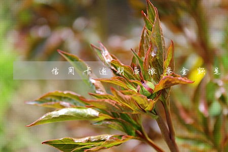 信用卡逾期后撤案金额是多少 信用卡逾期后撤案金额是多少