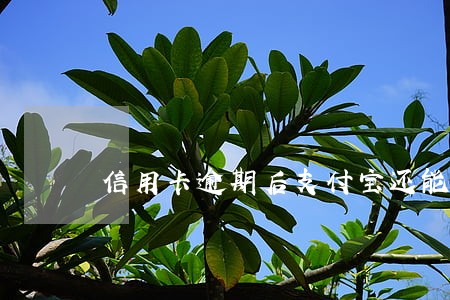 信用卡逾期后支付宝还能用吗 信用卡逾期后支付宝还能用吗