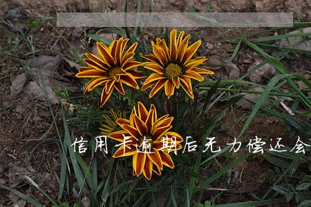 信用卡逾期后无力偿还会怎么样 信用卡逾期后无力偿还会怎么样