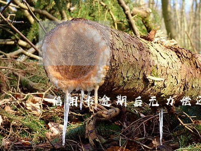 信用卡逾期后无力偿还账单清零