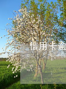 信用卡逾期后无法透支 信用卡逾期后无法透支
