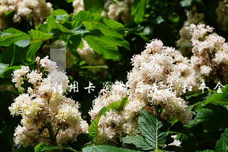 信用卡逾期后是先扣本金还是利息