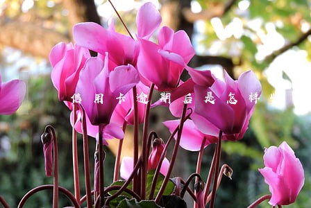 信用卡逾期后是怎样收费的 信用卡逾期后是怎样收费的