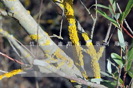 信用卡逾期后显示可用余额 信用卡逾期后显示可用余额