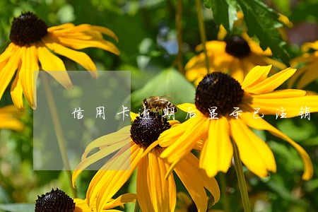 信用卡逾期后显示已注销 信用卡逾期后显示已注销