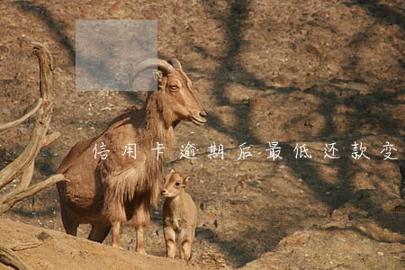信用卡逾期后最低还款变多