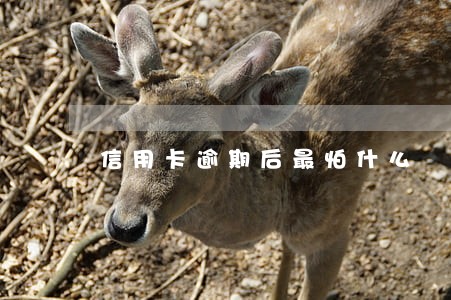 信用卡逾期后最怕什么