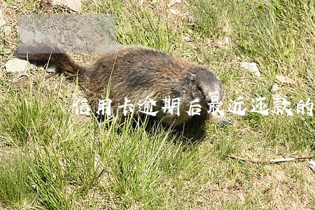 信用卡逾期后最近还款的费用 信用卡逾期后最近还款的费用