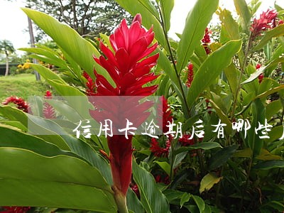 信用卡逾期后有哪些后果 信用卡逾期后有哪些后果