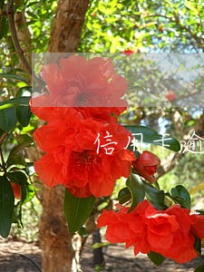 信用卡逾期后有还最低还款额 信用卡逾期后有还最低还款额