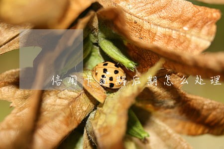 信用卡逾期后期怎么处理 信用卡逾期后期怎么处理
