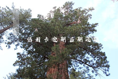 信用卡逾期后期还能办卡吗 信用卡逾期后期还能办卡吗